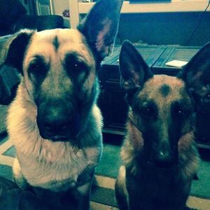 Meet your Posher, Joy